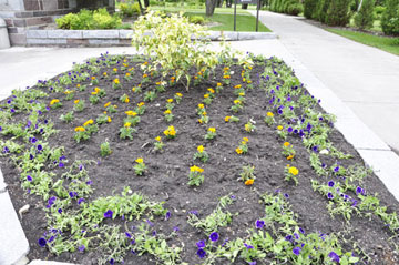 a few flowers at the International Peace Garden